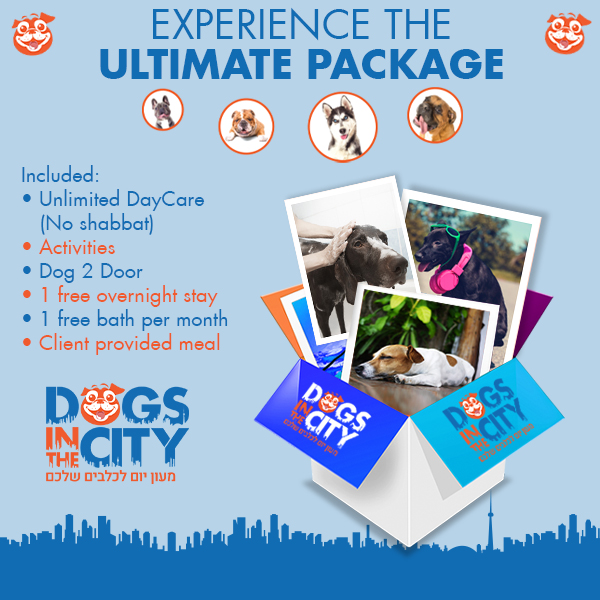 monthly package israel dogs in the city