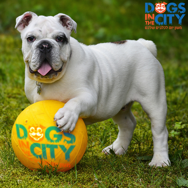 dog daycare israel dogs in the city