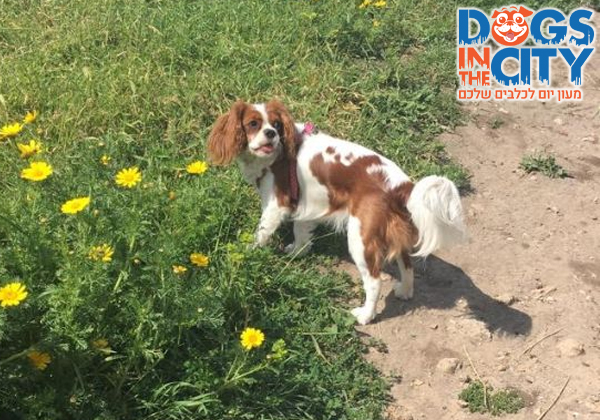 testimonial dogs in the city israel