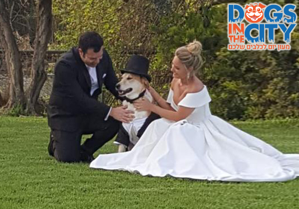 testimonial dogs in the city israel